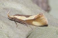 Harpella forficella