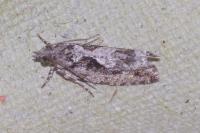 Zeiraphera isertana
