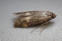 Borkhausenia minutella