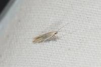 Coleophora