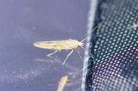 Pyroderces argyrogrammos
