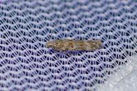 Scrobipalpa