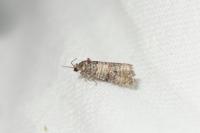 Piniphila bifasciana