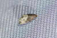 Notocelia cynosbatella