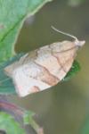 Pandemis cerasana