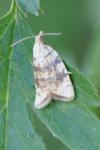 Aleimma loeflingiana
