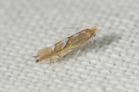 Phyllonorycter