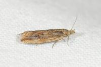 Bactra