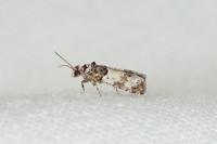 Epinotia thapsiana