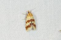 Aethes sanguinana