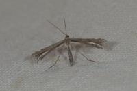 Gypsochares bigoti