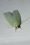 Tortrix viridana