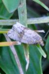 Celypha striana
