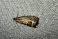 Notocelia uddmanniana