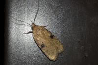 Agonopterix propinquella