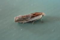 Eucosma gr. cana