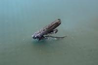 Yponomeuta sedella
