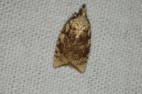 Aleimma loeflingiana