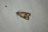 Notocelia uddmanniana