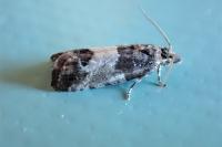 Spilonota ocellana