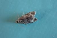 Celypha