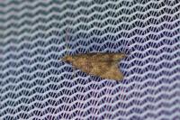 Acroclita subsequana