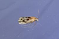 Eucosma
