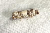 Epinotia thapsiana