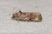 Endothenia