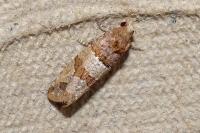 Lobesia indusiana/limoniana