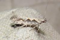 Ornativalva plutelliformis