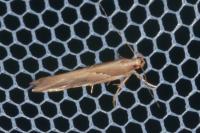 Pyroderces sarcogypsa