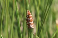 Olethreutes schulziana