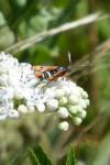 Pyropteron chrysidiforme