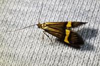 Nemophora degeerella