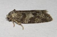Cnephasia