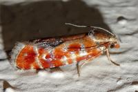 Rhyacionia buoliana