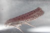 Yponomeuta evonymella
