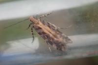 Aristotelia decoratella