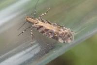 Aristotelia decoratella