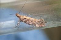 Aristotelia decoratella