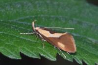 Harpella forficella