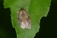 Acleris