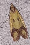 Agapeta zoegana