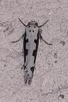 Ethmia bipunctella