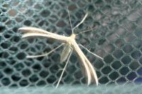 Merrifieldia leucodactyla