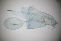 Merrifieldia leucodactyla
