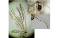 Merrifieldia leucodactyla