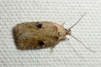 Agonopterix propinquella