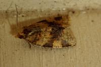 Epagoge grotiana